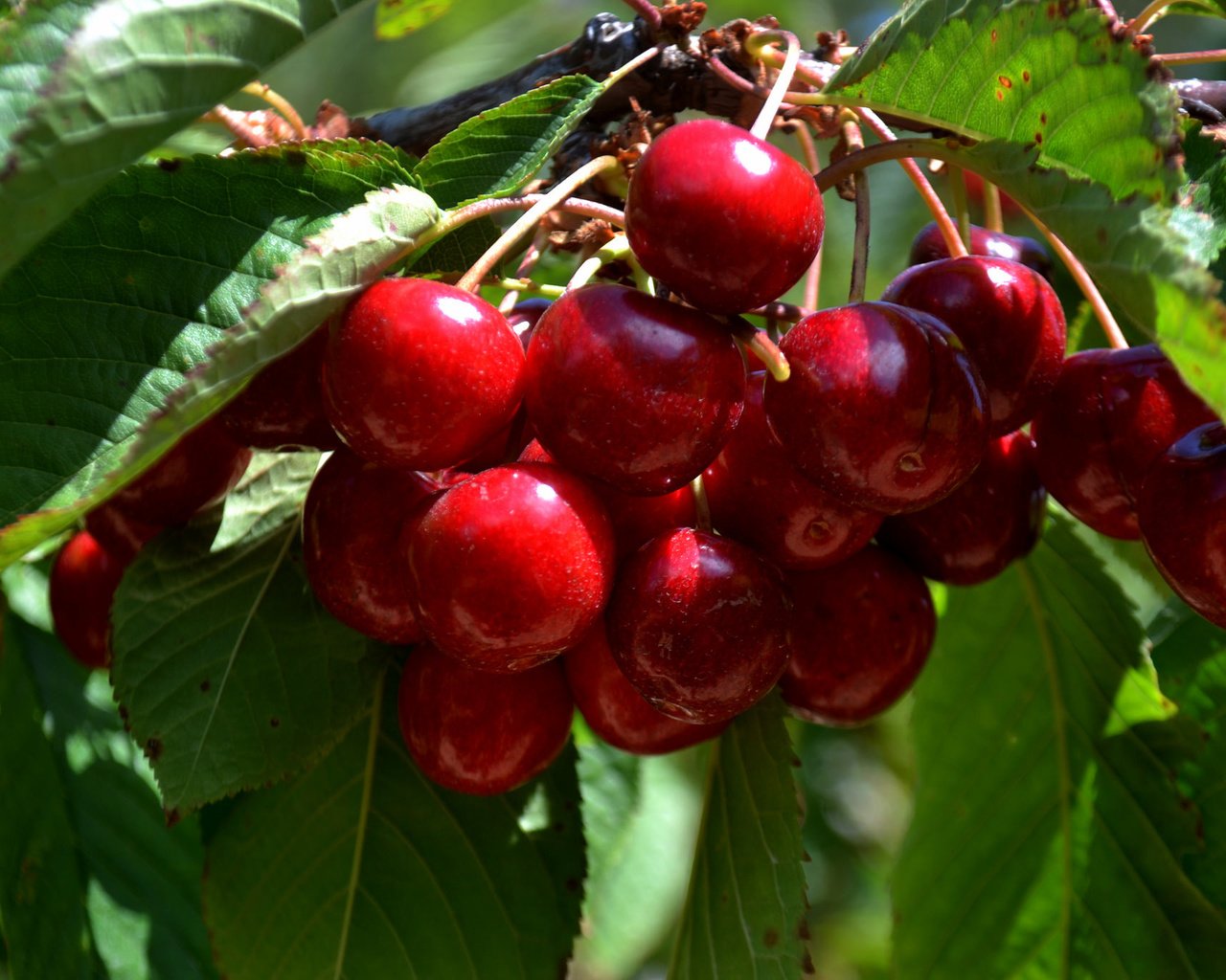 Обои дерево, листья, ветки, черешня, ягоды, вишня, tree, leaves, branches, cherry, berries разрешение 2048x1365 Загрузить