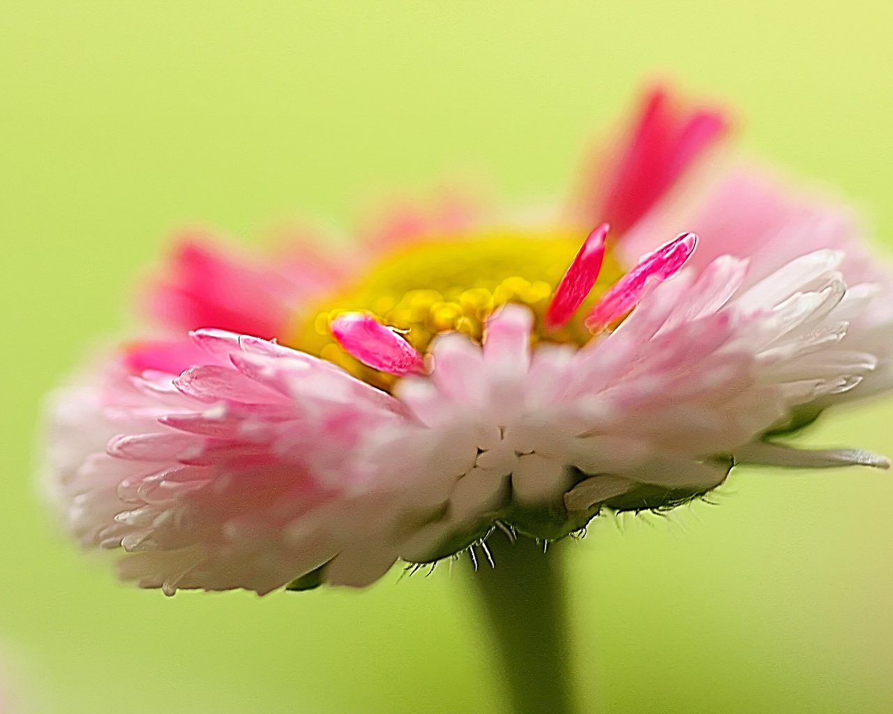 Обои природа, макро, цветок, лепестки, растение, маргаритка, nature, macro, flower, petals, plant, daisy разрешение 2048x1365 Загрузить