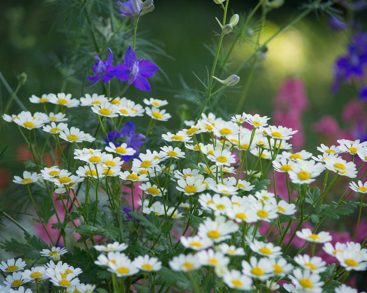 Обои цветы, макро, поле, flowers, macro, field разрешение 6000x4000 Загрузить