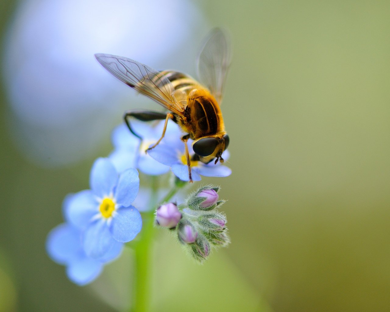 Обои цветы, насекомое, крылья, незабудки, голубые, пчела, полевые, flowers, insect, wings, forget-me-nots, blue, bee, field разрешение 2048x1463 Загрузить