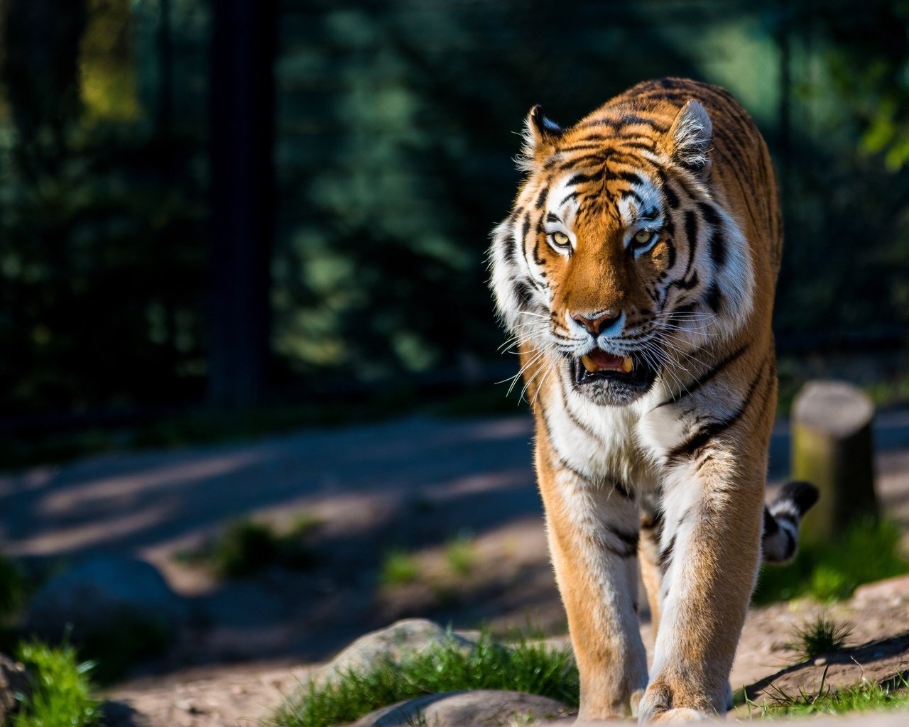 Обои тигр, хищник, большая кошка, дикая кошка, амурский, tiger, predator, big cat, wild cat, amur разрешение 2880x1920 Загрузить