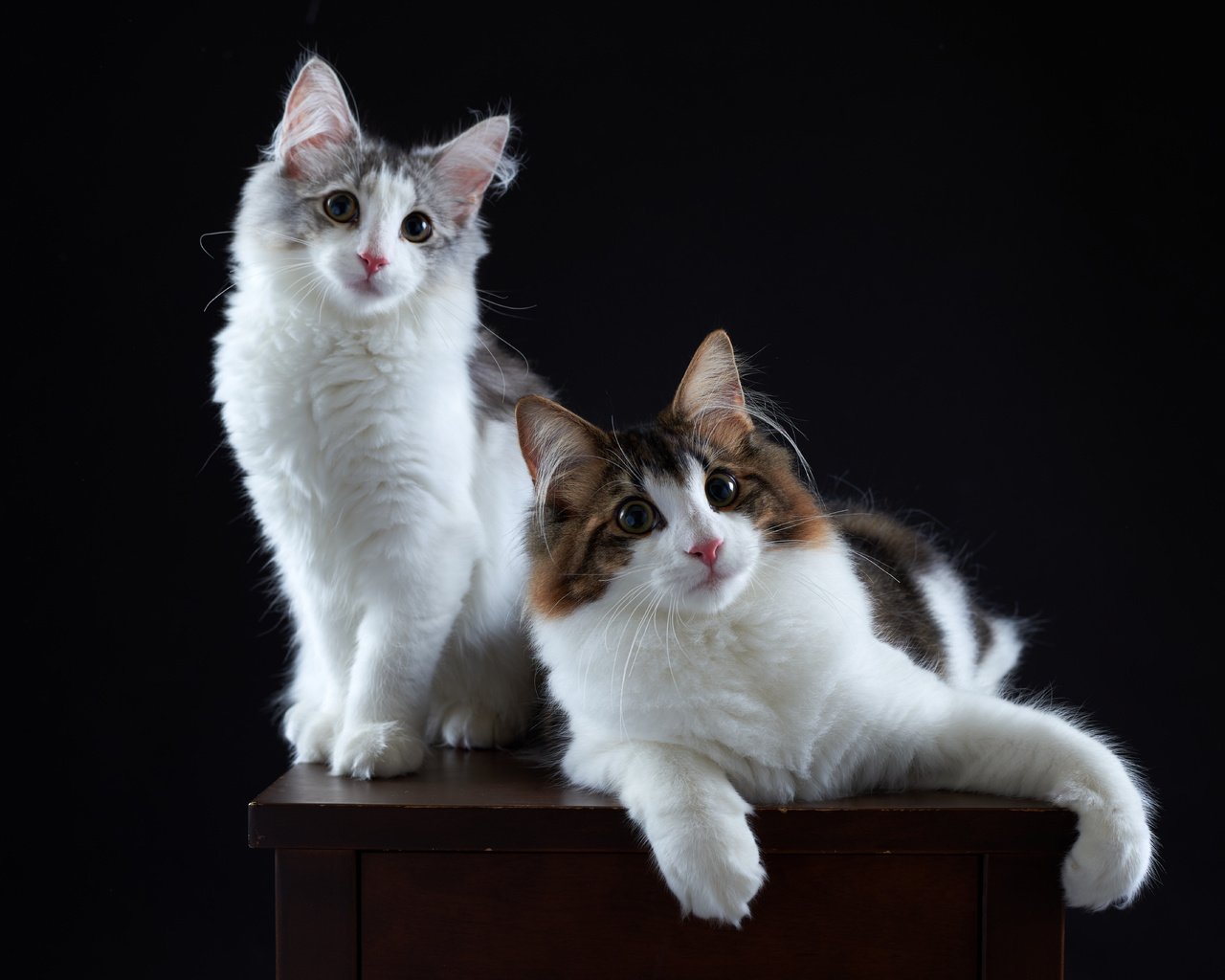 Обои фон, портрет, парочка, кошки, котята, background, portrait, a couple, cats, kittens разрешение 7151x4772 Загрузить