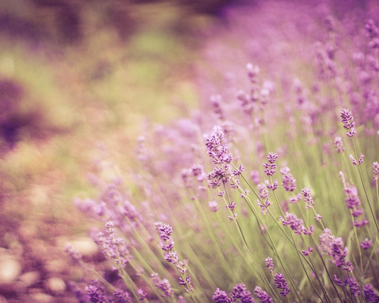 Обои цветы, лаванда, стебли, боке, flowers, lavender, stems, bokeh разрешение 2304x1536 Загрузить