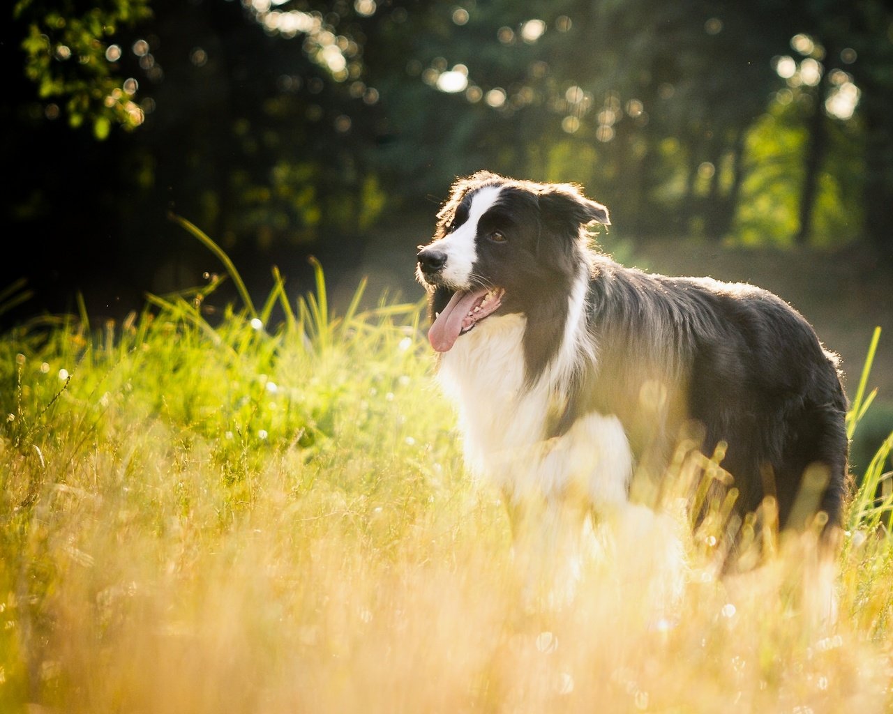 Обои трава, природа, собака, бордер-колли, grass, nature, dog, the border collie разрешение 2048x1281 Загрузить