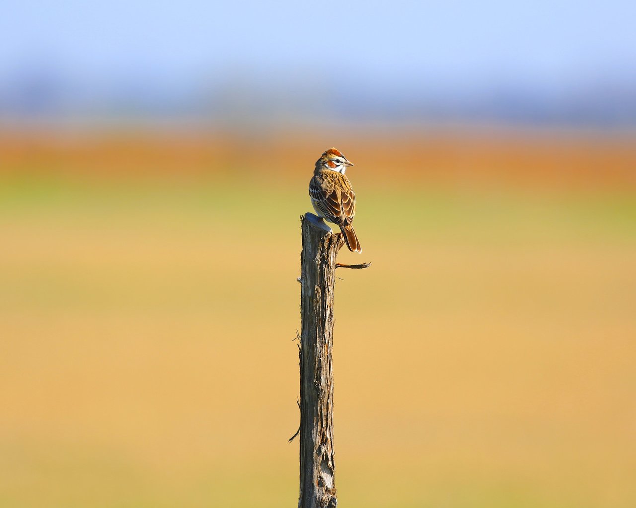 Обои птица, воробей, деревянный столб, bird, sparrow, wood post разрешение 2048x1573 Загрузить