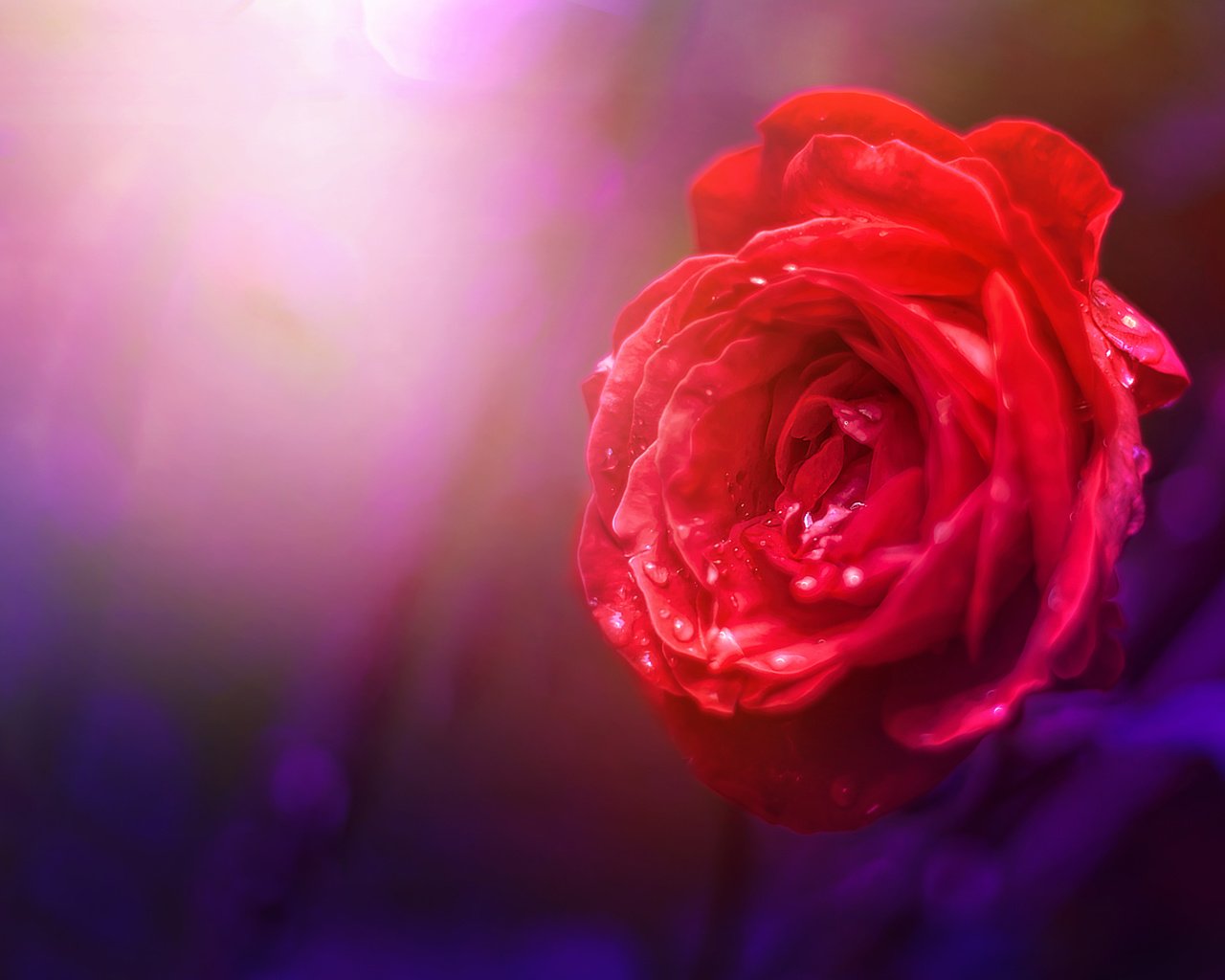 Обои природа, фон, цветок, роза, nature, background, flower, rose разрешение 3978x2652 Загрузить