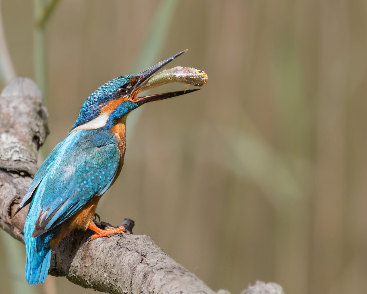 Обои ветка, природа, птица, рыба, зимородок, branch, nature, bird, fish, kingfisher разрешение 2687x1772 Загрузить