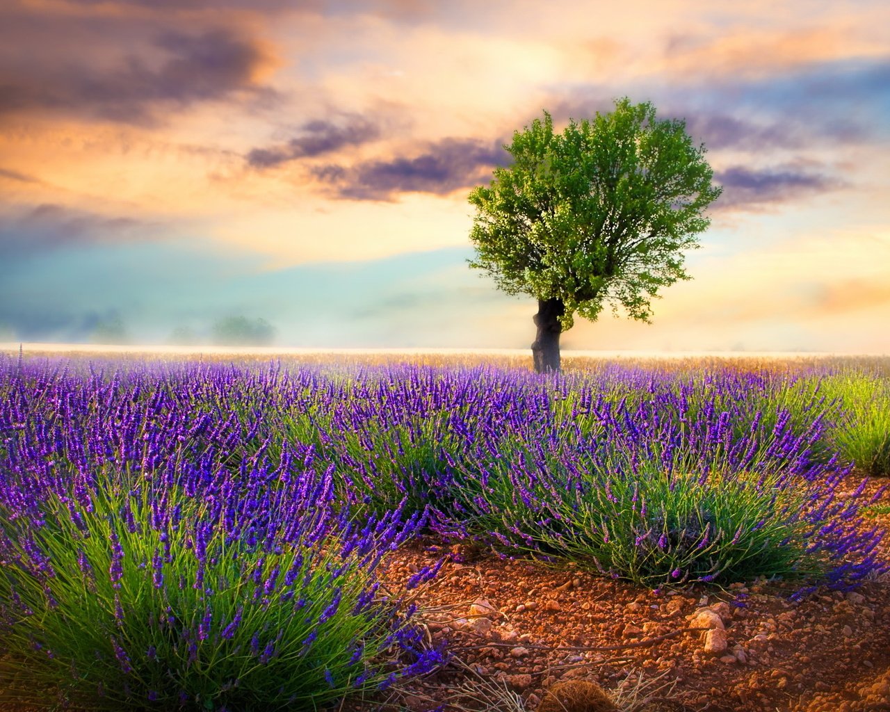 Обои цветы, природа, дерево, поле, лаванда, луг, flowers, nature, tree, field, lavender, meadow разрешение 2047x1293 Загрузить