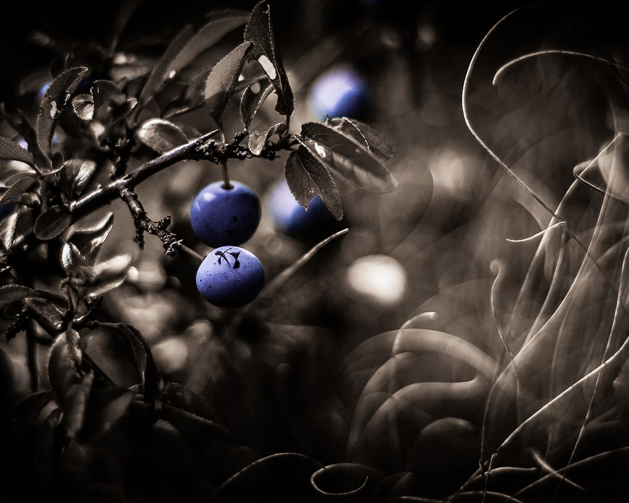 Обои ветка, ягоды, боке, branch, berries, bokeh разрешение 2048x1117 Загрузить