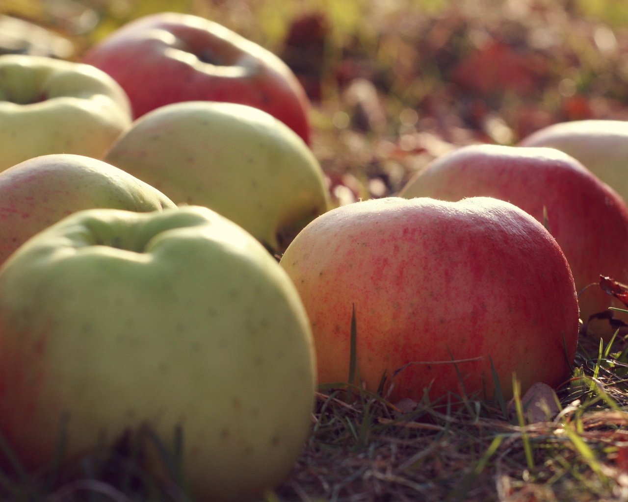 Обои природа, макро, фрукты, яблоки, nature, macro, fruit, apples разрешение 2560x1600 Загрузить