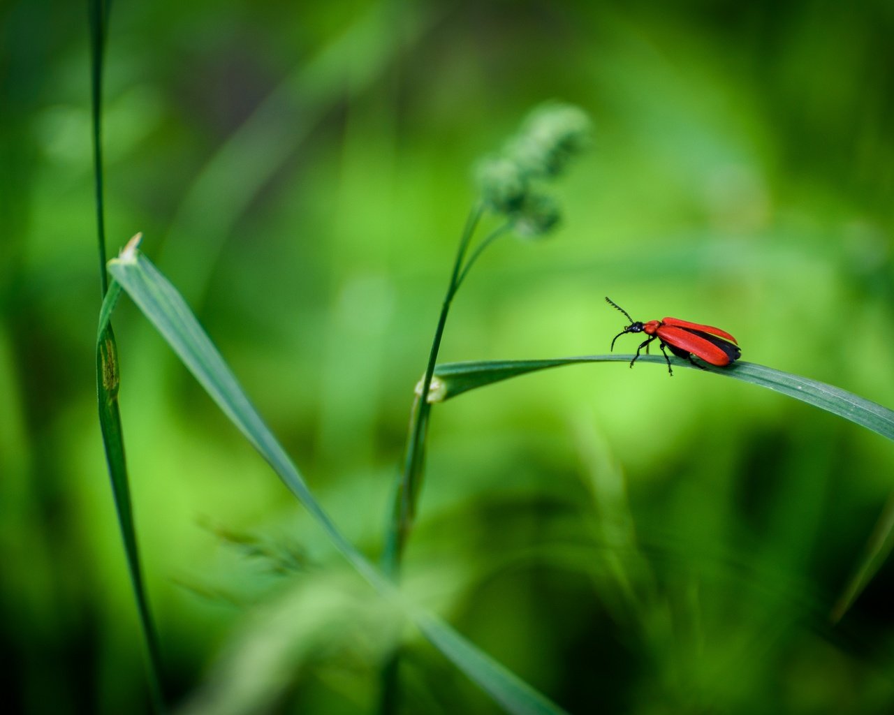 Обои трава, жук, макро, насекомое, grass, beetle, macro, insect разрешение 2880x1923 Загрузить