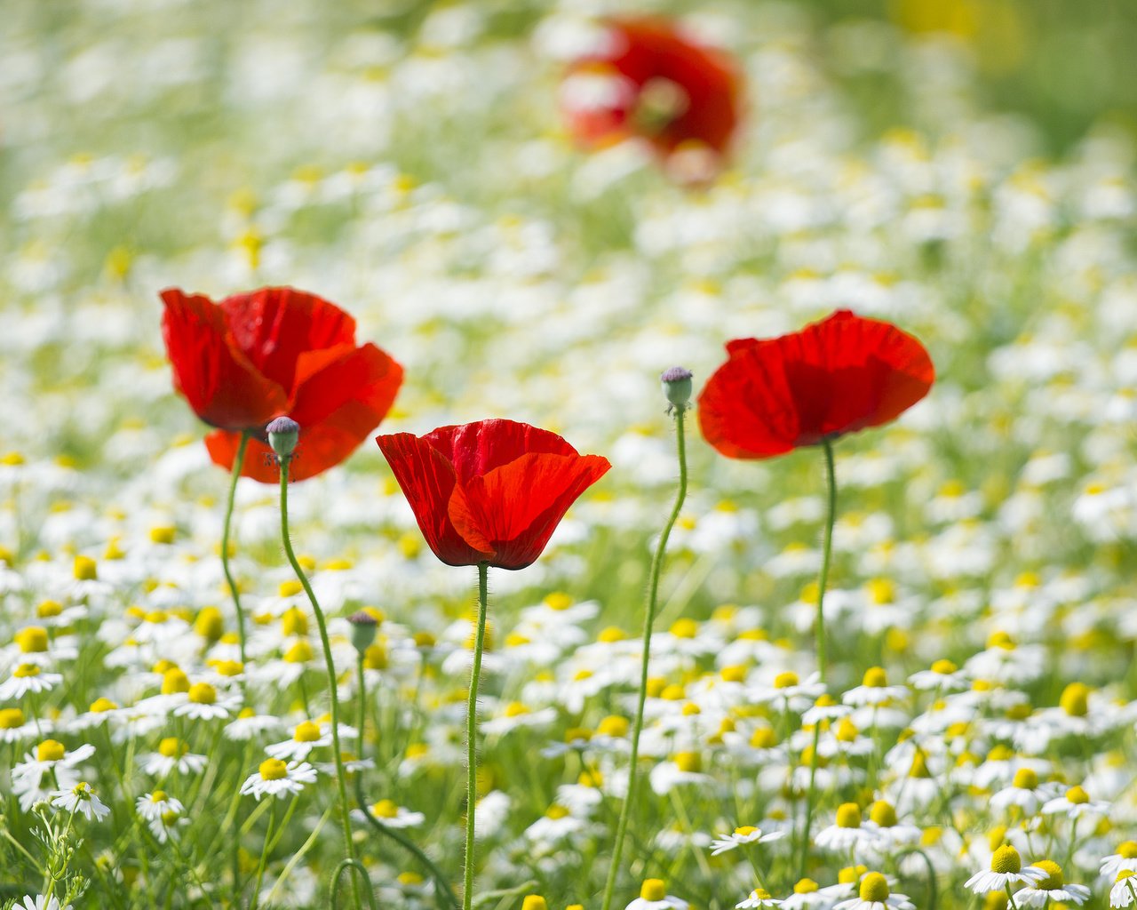 Обои поле, лепестки, маки, луг, ромашки, field, petals, maki, meadow, chamomile разрешение 2048x1365 Загрузить