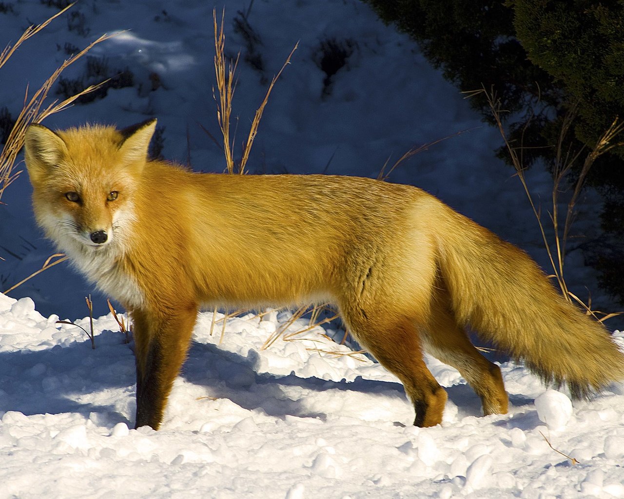 Обои снег, зима, взгляд, рыжая, лиса, лисица, snow, winter, look, red, fox разрешение 4314x2975 Загрузить