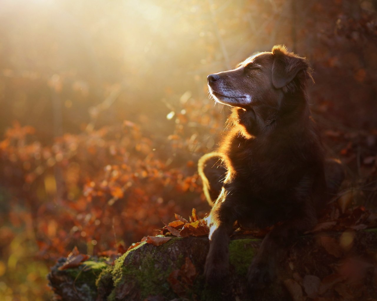 Обои природа, мордочка, осень, собака, профиль, лапки, осенние листья, eloisa mannion, nature, muzzle, autumn, dog, profile, legs, autumn leaves разрешение 2048x1365 Загрузить