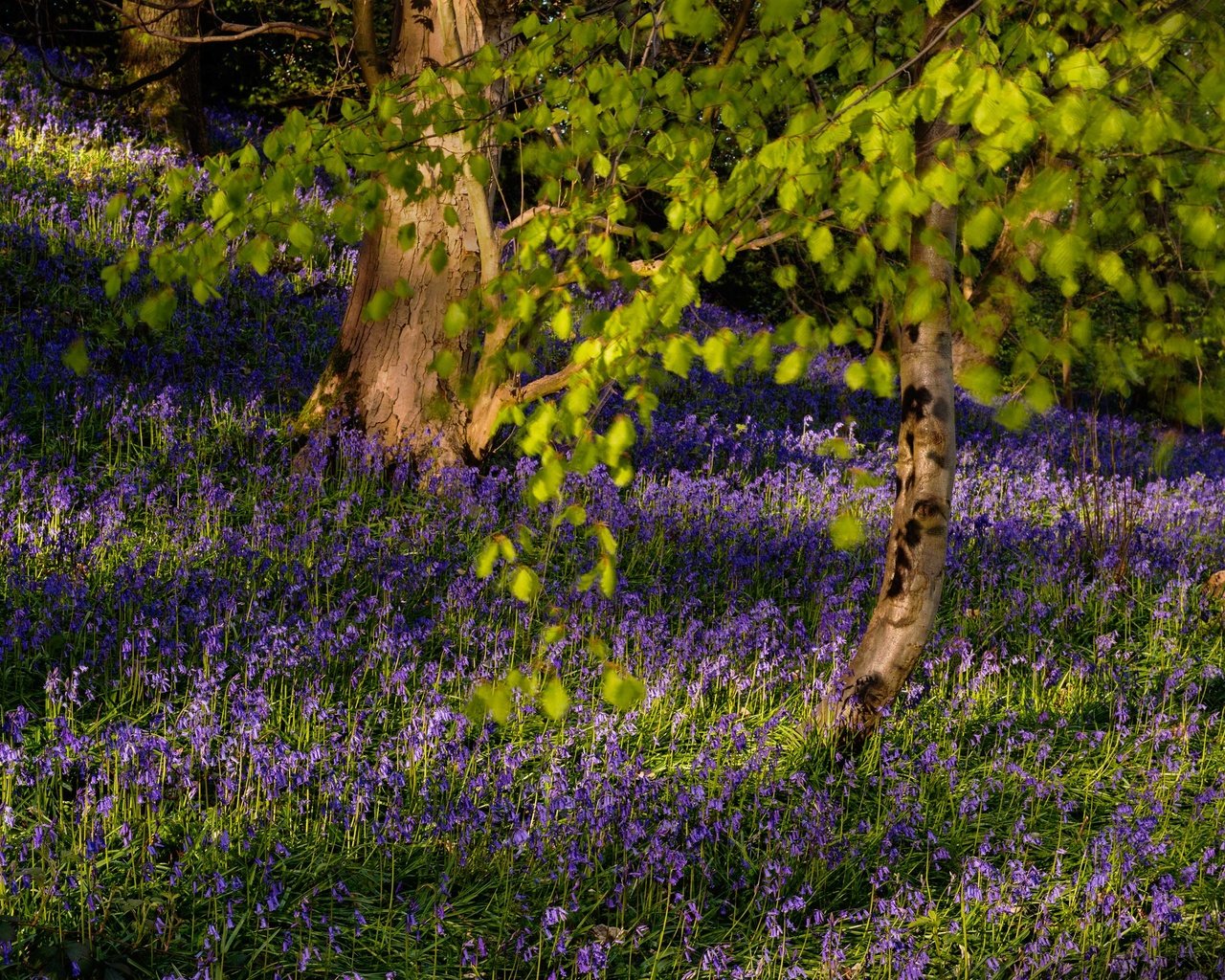 Обои цветы, деревья, ветки, колокольчики, flowers, trees, branches, bells разрешение 2659x1994 Загрузить