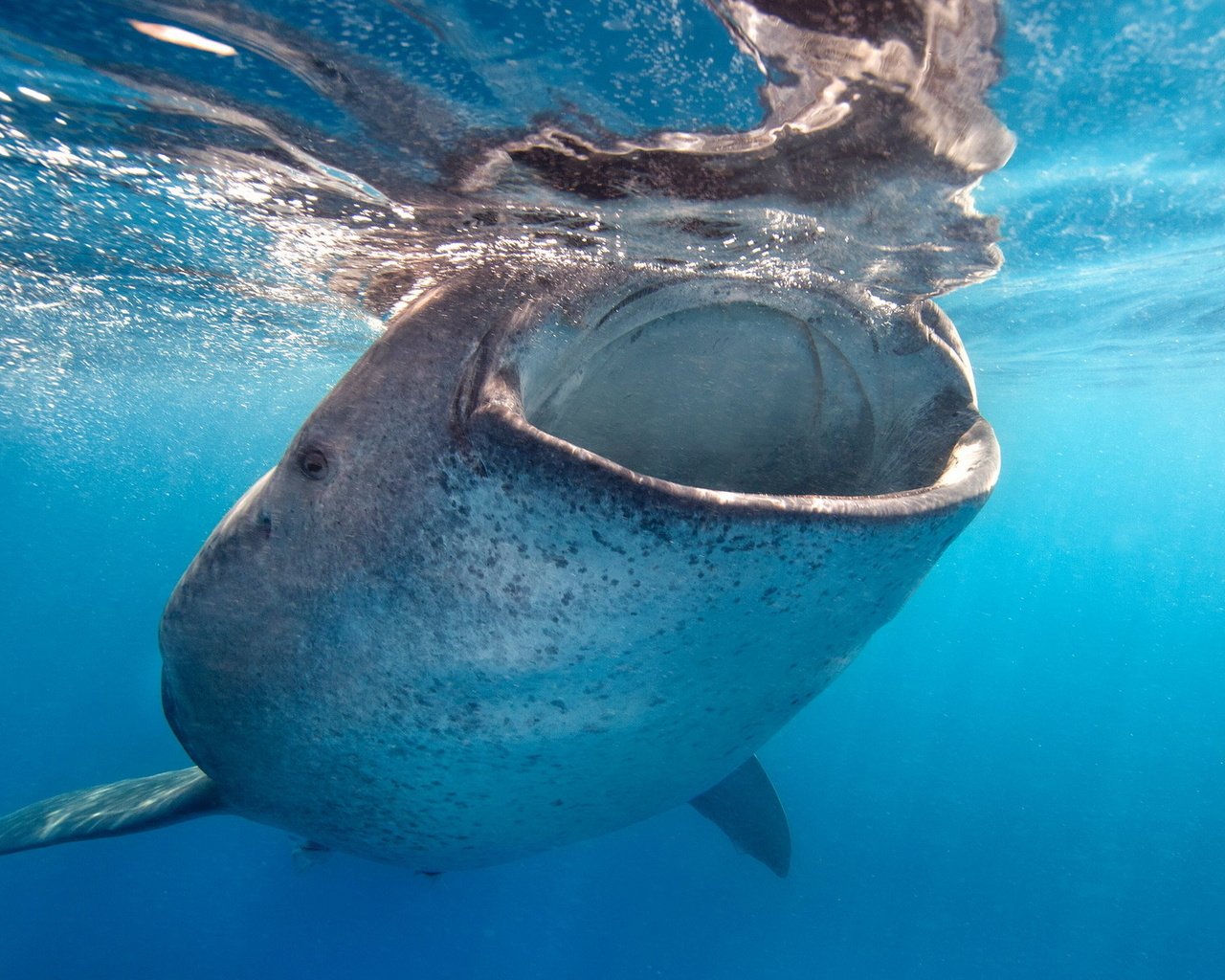 Обои вода, океан, рот, акула, кит, подводный мир, китовая акула, water, the ocean, mouth, shark, kit, underwater world, the whale shark разрешение 1920x1200 Загрузить