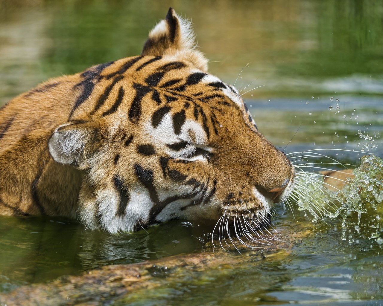 Обои тигр, морда, вода, водоем, брызги, купание, дикая кошка, tiger, face, water, pond, squirt, bathing, wild cat разрешение 3800x2353 Загрузить