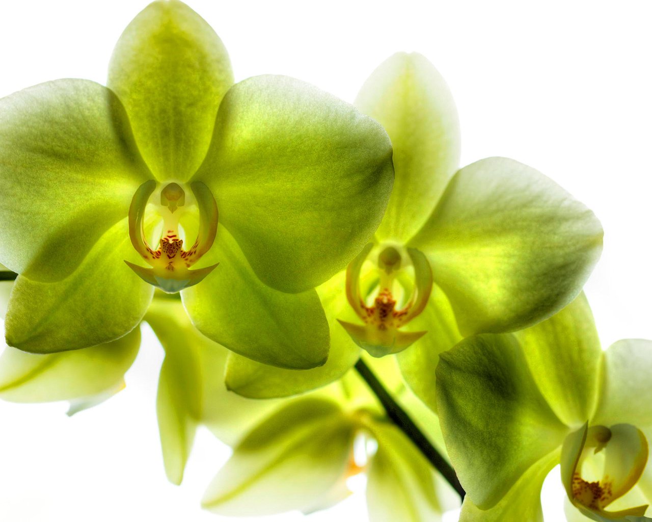 зеленое яблоко орхидея фото