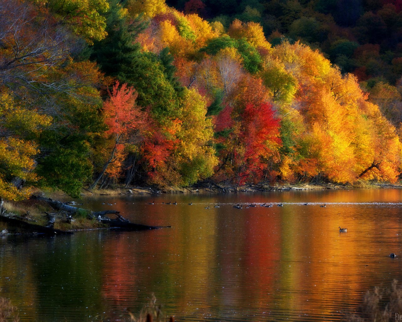 Обои деревья, природа, пейзаж, осень, утки, trees, nature, landscape, autumn, duck разрешение 2048x1358 Загрузить