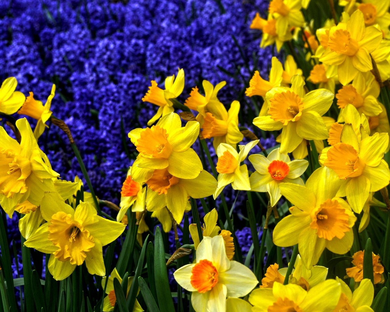 Обои цветы, нарциссы, флора, flowers, daffodils, flora разрешение 3618x2480 Загрузить
