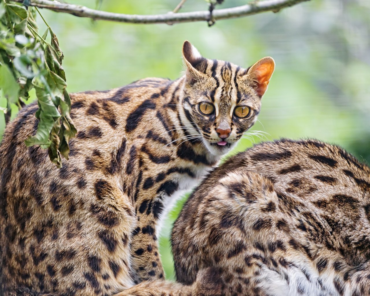 Обои кошка, взгляд, оцелот, ©tambako the jaguar, cat, look, ocelot разрешение 2880x1920 Загрузить