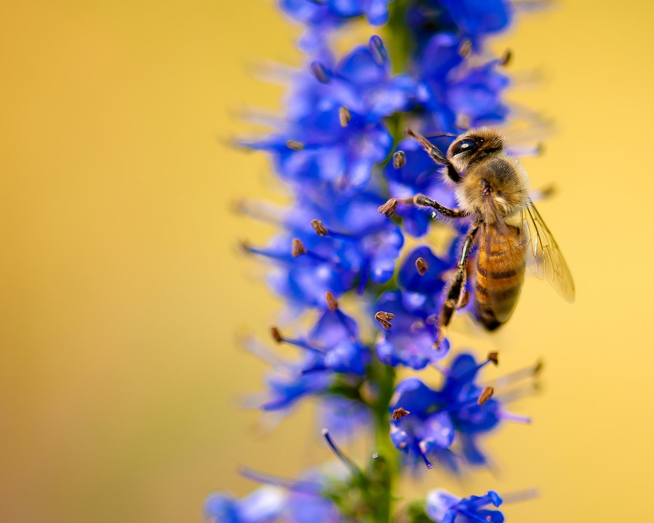 Обои макро, насекомое, цветок, растение, пчела, macro, insect, flower, plant, bee разрешение 2048x1371 Загрузить