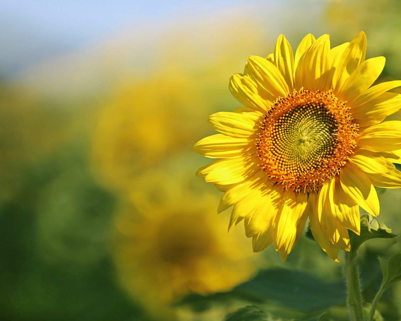 Обои листья, поле, лепестки, подсолнух, leaves, field, petals, sunflower разрешение 2048x1365 Загрузить