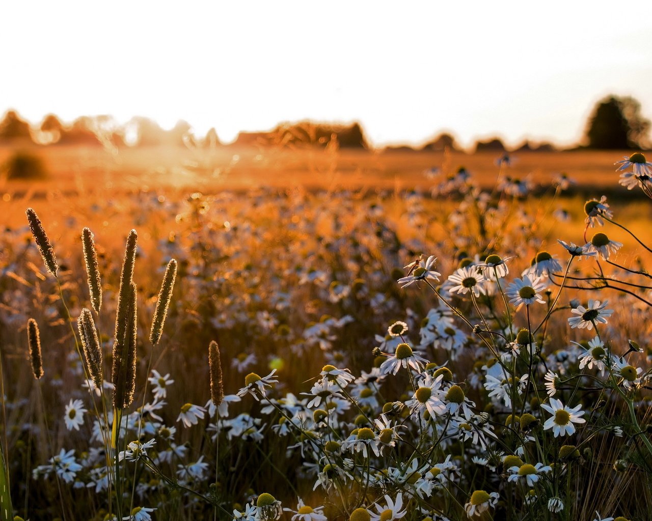 Обои цветы, поле, лето, ромашки, flowers, field, summer, chamomile разрешение 2560x1600 Загрузить