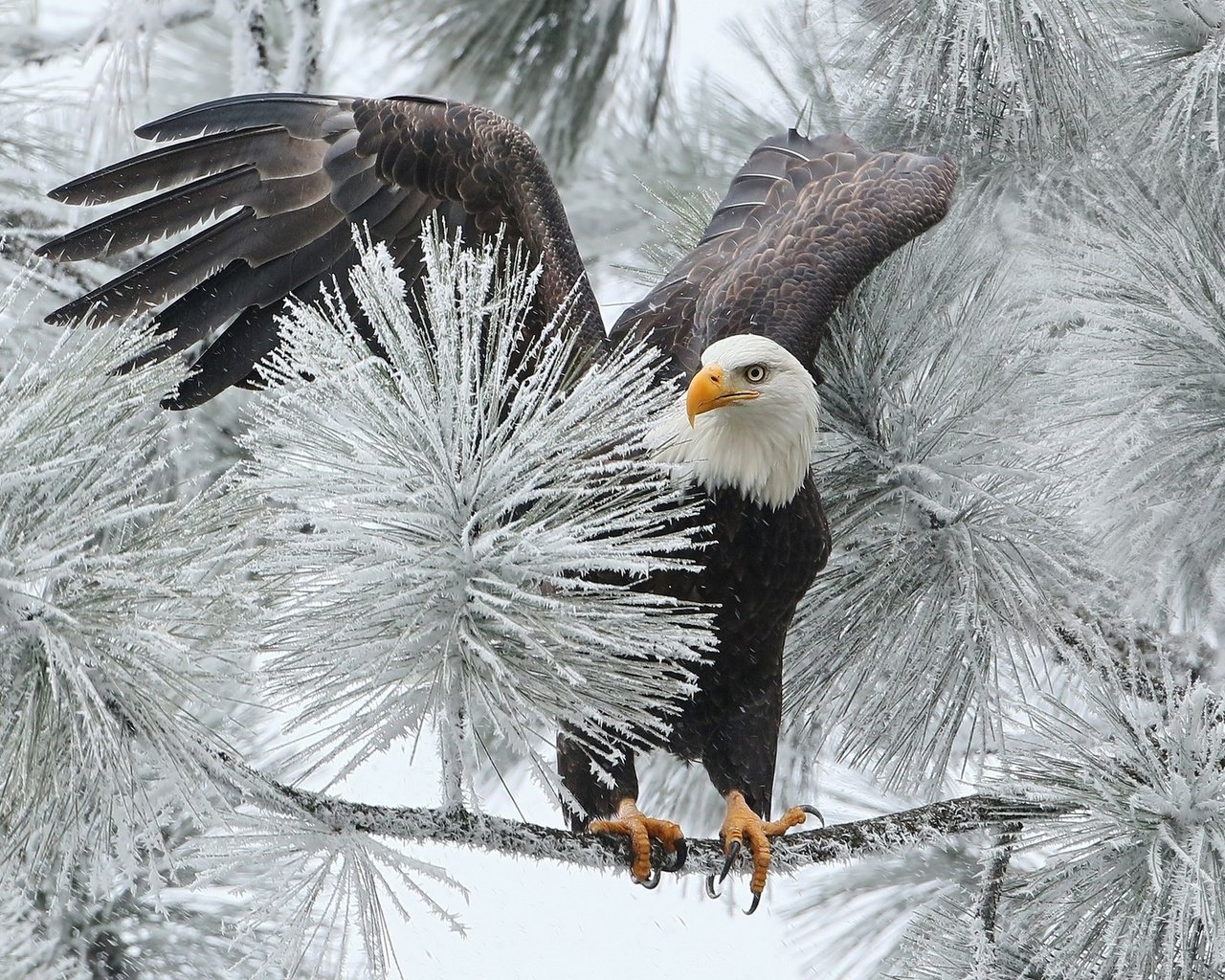 Обои ветка, зима, птица, орлан, ястреб, белоголовый, branch, winter, bird, orlan, hawk, bald разрешение 1920x1200 Загрузить