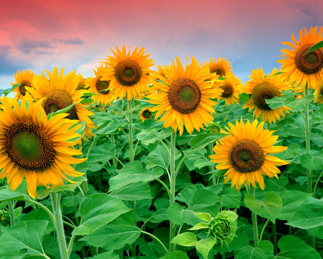 Обои небо, цветы, облака, листья, поле, подсолнухи, the sky, flowers, clouds, leaves, field, sunflowers разрешение 4262x2654 Загрузить