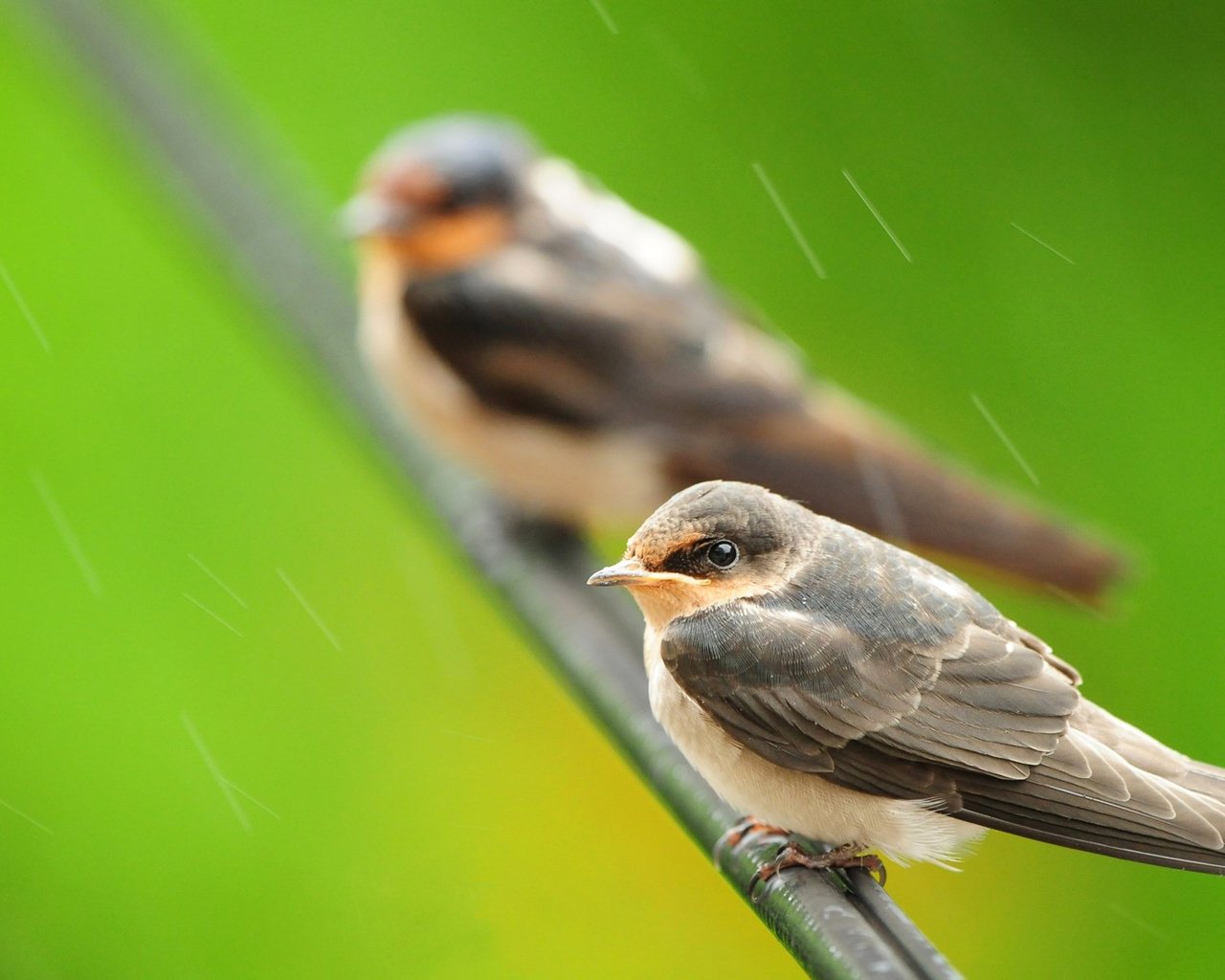 Обои ветка, природа, птицы, дождь, branch, nature, birds, rain разрешение 1920x1200 Загрузить