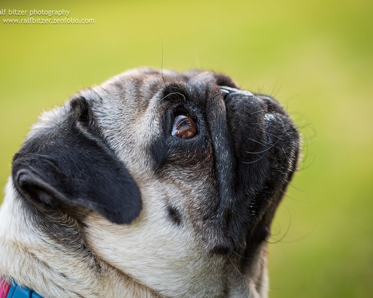 Обои мопс, cобака, ralf bitzer, pug, dog разрешение 2048x1365 Загрузить