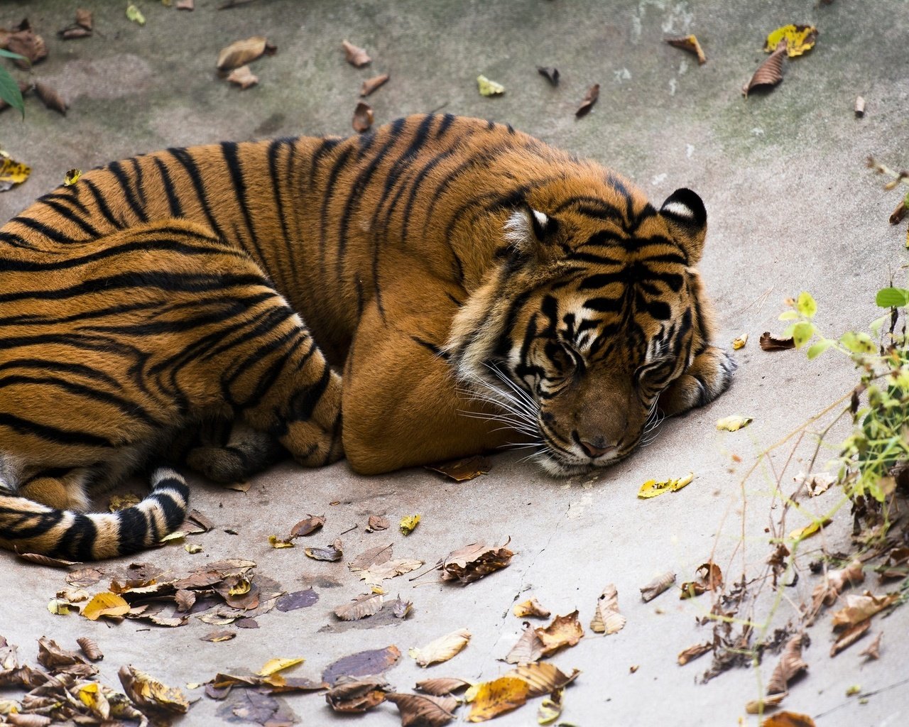 Обои тигр, полоски, сон, лежит, хищник, отдых, дикая кошка, tiger, strips, sleep, lies, predator, stay, wild cat разрешение 2048x1365 Загрузить