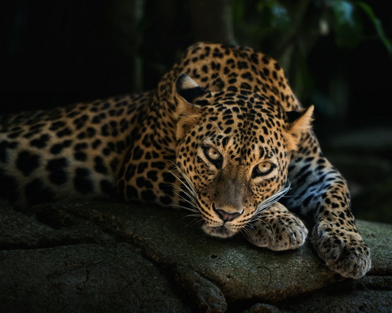 Обои морда, лежит, леопард, хищник, face, lies, leopard, predator разрешение 2560x1600 Загрузить