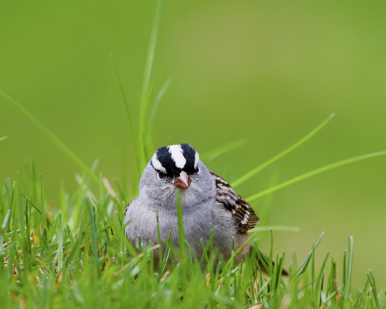 Обои трава, белый, птица, воробей, коронованный, grass, white, bird, sparrow, crowned разрешение 2048x1325 Загрузить