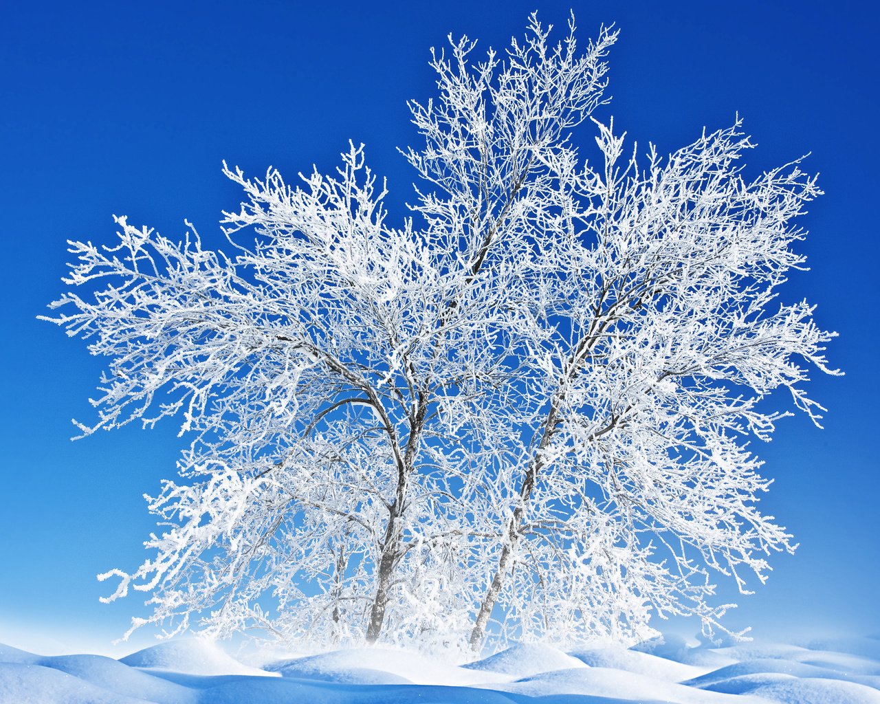 Обои небо, снег, природа, дерево, зима, пейзаж, иней, the sky, snow, nature, tree, winter, landscape, frost разрешение 3000x2132 Загрузить