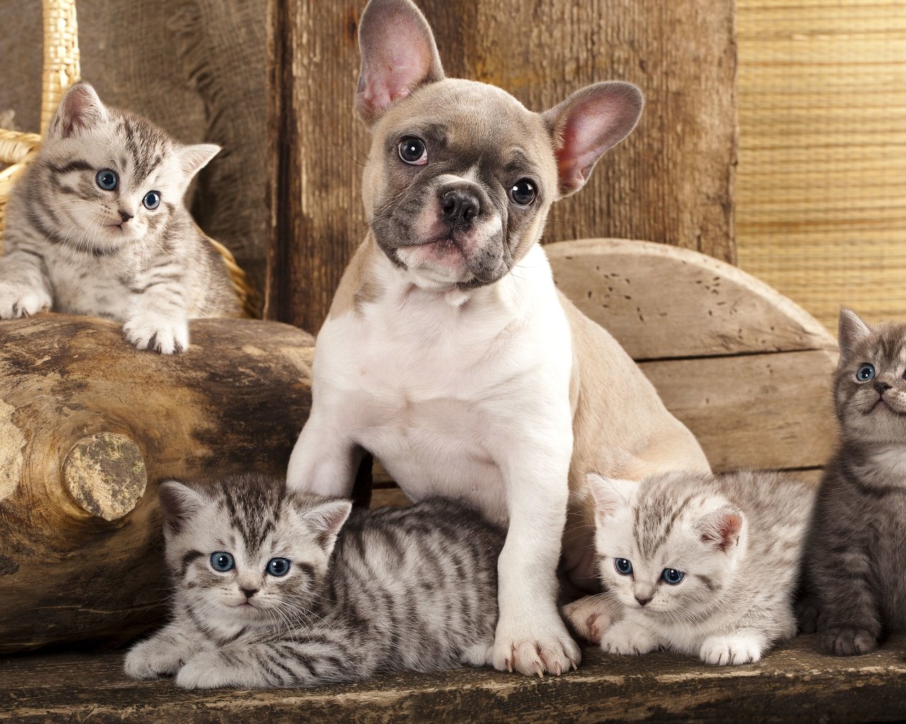 Обои собака, котята, дружба, друзья, французский бульдог, dog, kittens, friendship, friends, french bulldog разрешение 5160x3227 Загрузить