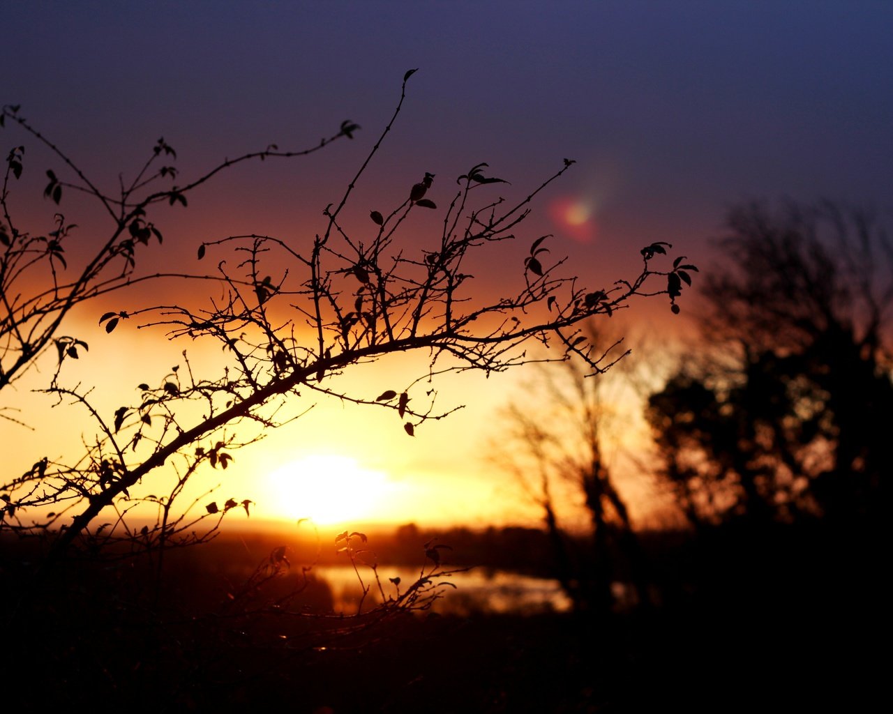 Обои ветка, восход, солнце, природа, пейзаж, утро, размытость, branch, sunrise, the sun, nature, landscape, morning, blur разрешение 5184x3456 Загрузить