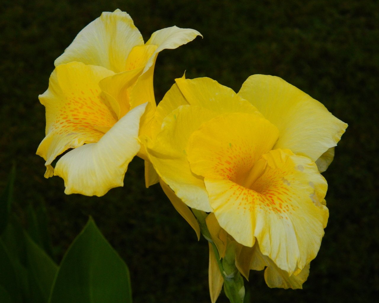 Обои желтый, фон, цветок, yellow, background, flower разрешение 3264x2448 Загрузить