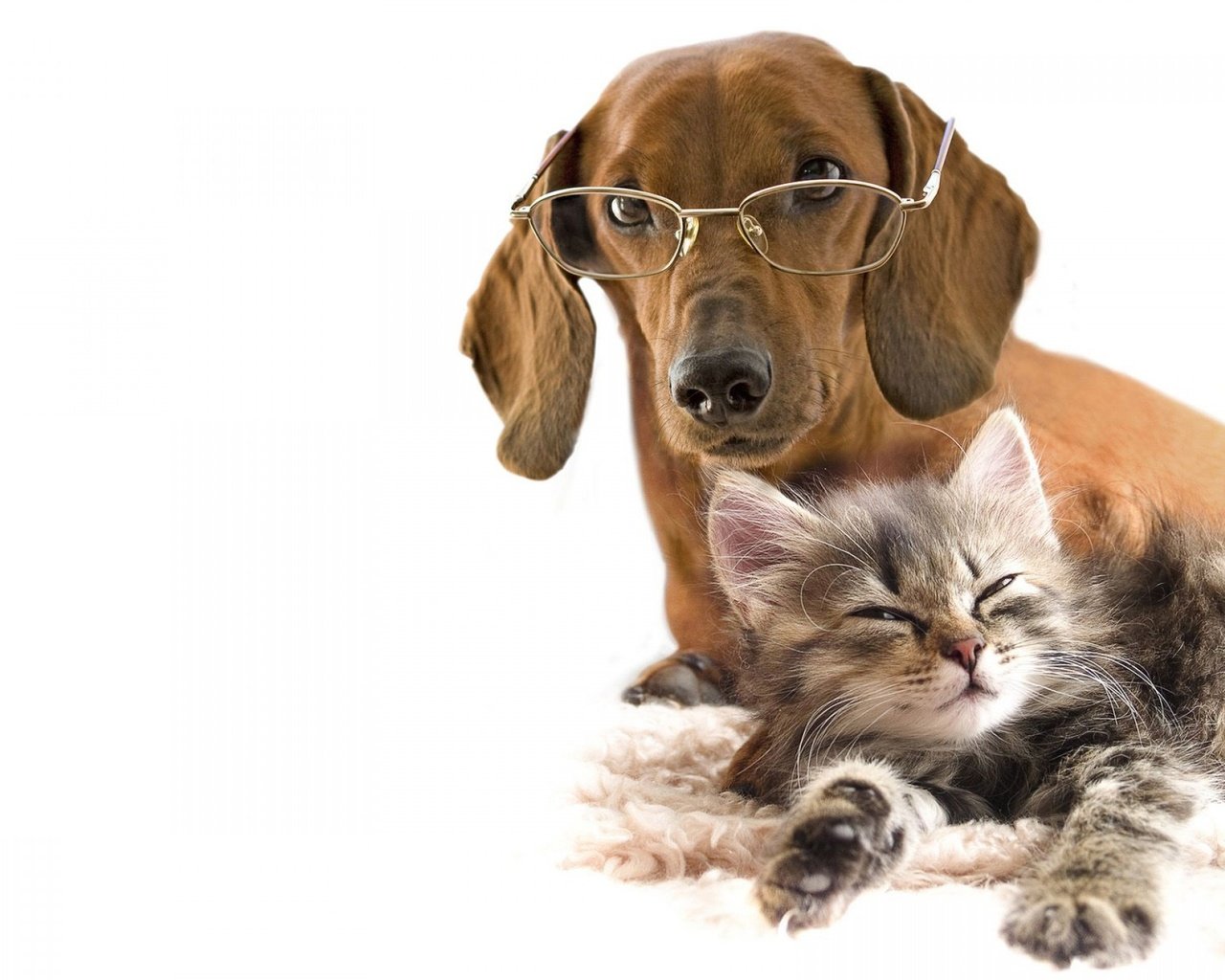 Обои очки, котенок, собака, любовь, белый фон, такса, дружба, glasses, kitty, dog, love, white background, dachshund, friendship разрешение 1920x1440 Загрузить