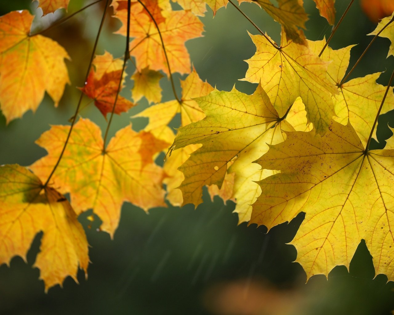 Обои листья, макро, осень, клен, leaves, macro, autumn, maple разрешение 2048x1378 Загрузить