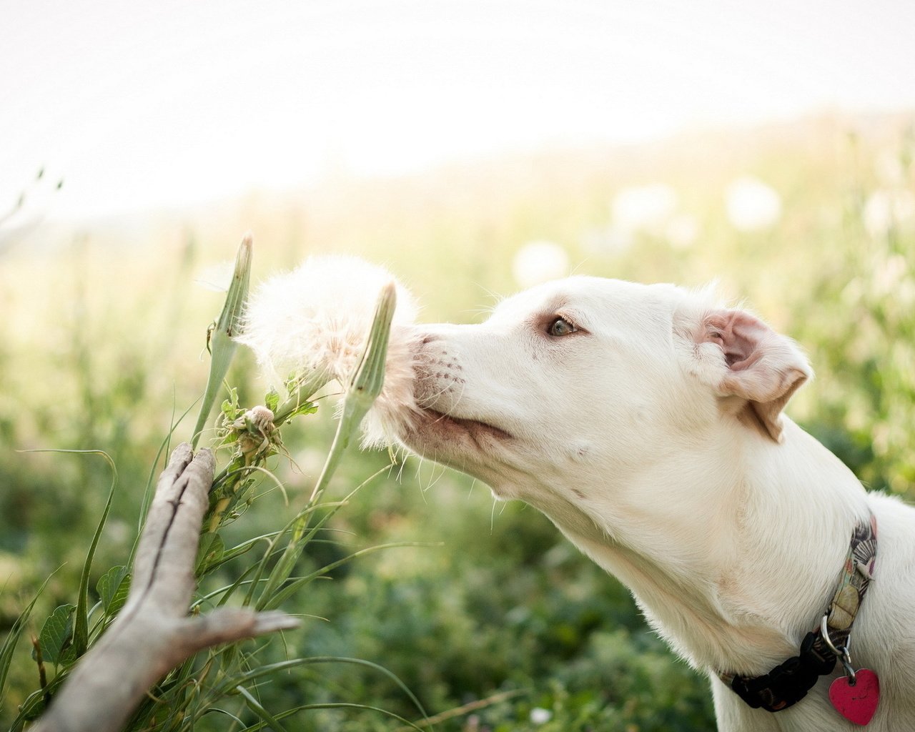 Обои цветок, поле, лето, собака, flower, field, summer, dog разрешение 1920x1200 Загрузить