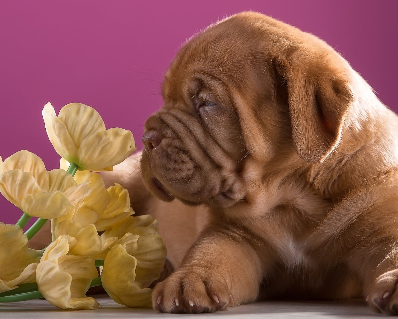 Обои цветы, щенок, профиль, порода, бордоский дог, flowers, puppy, profile, breed, dogue de bordeaux разрешение 3000x1897 Загрузить