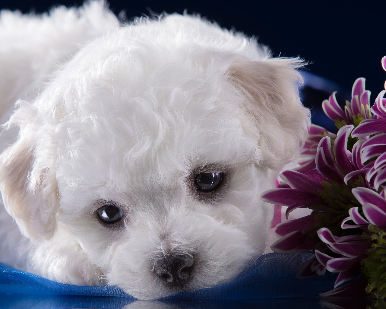 Обои мордочка, белый, щенок, хризантемы, милый, бишон фризе, muzzle, white, puppy, chrysanthemum, cute, bichon frise разрешение 3300x2120 Загрузить