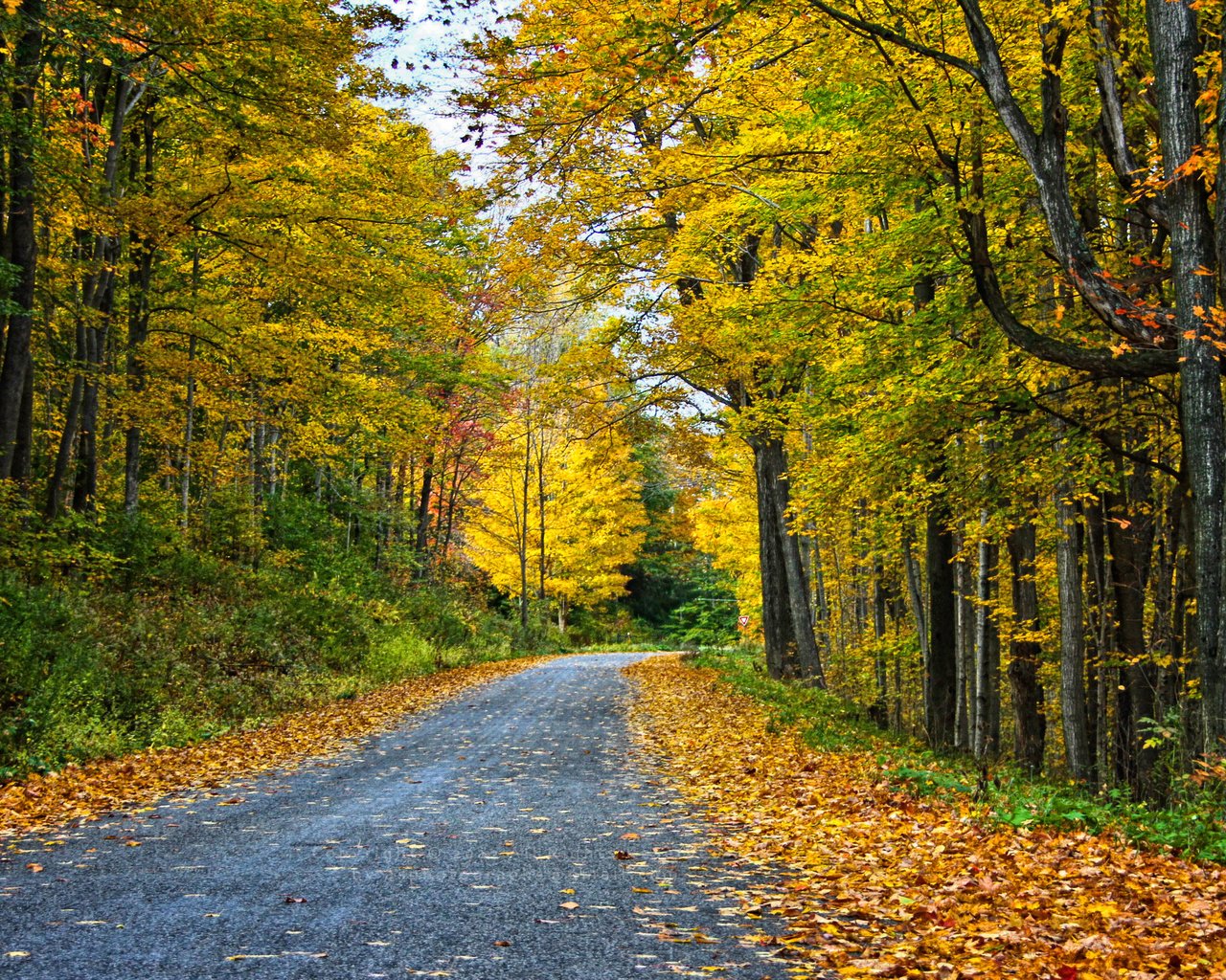 Обои дорога, деревья, лес, пейзаж, осень, road, trees, forest, landscape, autumn разрешение 3456x1853 Загрузить