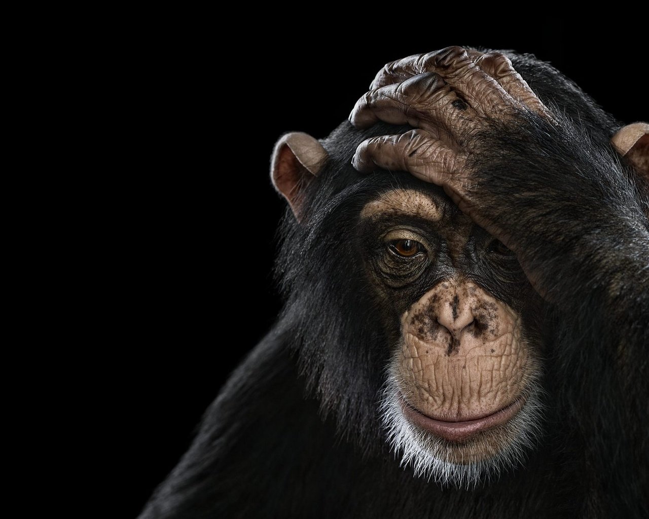 Обои фон, обезьяна, шимпанзе, chimpanzee, брэд уилсон, background, monkey, chimpanzees, brad wilson разрешение 1920x1288 Загрузить