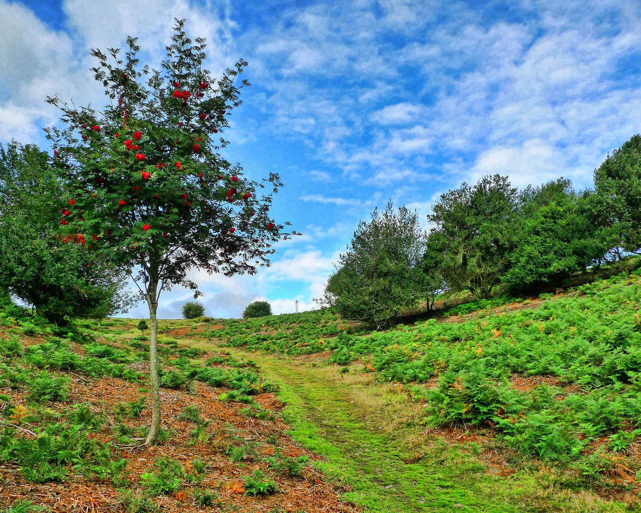 Обои небо, деревья, пейзаж, склон, тропинка, рябина, the sky, trees, landscape, slope, path, rowan разрешение 2880x1620 Загрузить