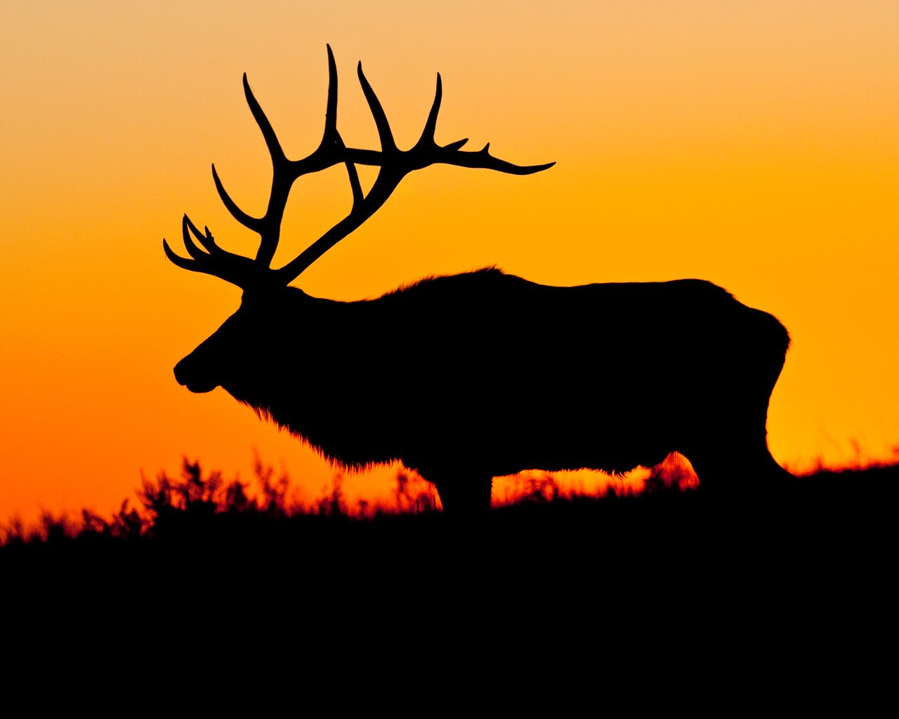 Обои природа, олень, закат, силуэт, nature, deer, sunset, silhouette разрешение 3000x2000 Загрузить