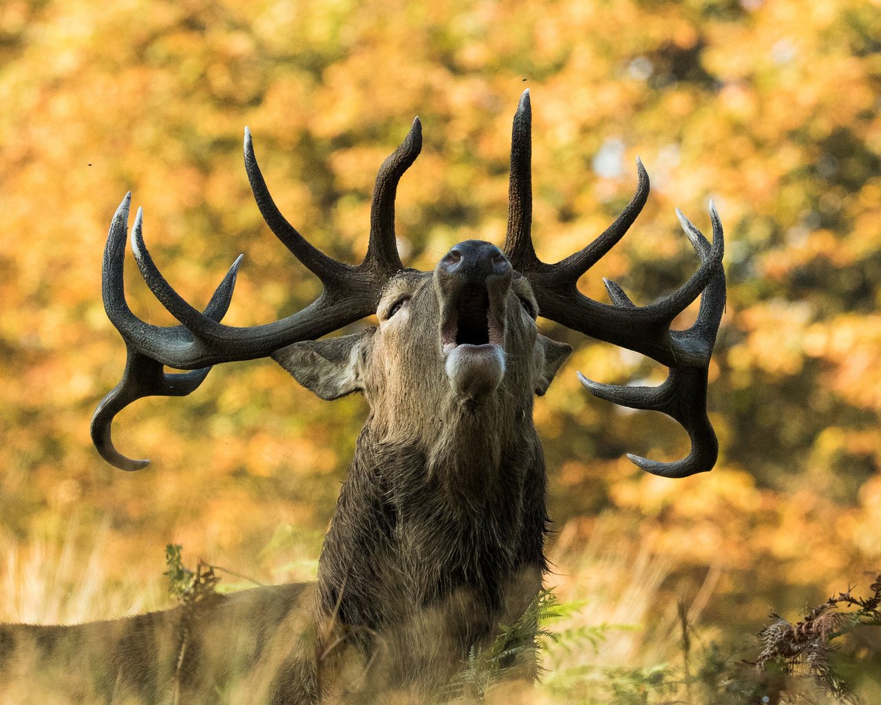 Обои природа, олень, осень, рога, сигнал, nature, deer, autumn, horns, signal разрешение 2048x1366 Загрузить