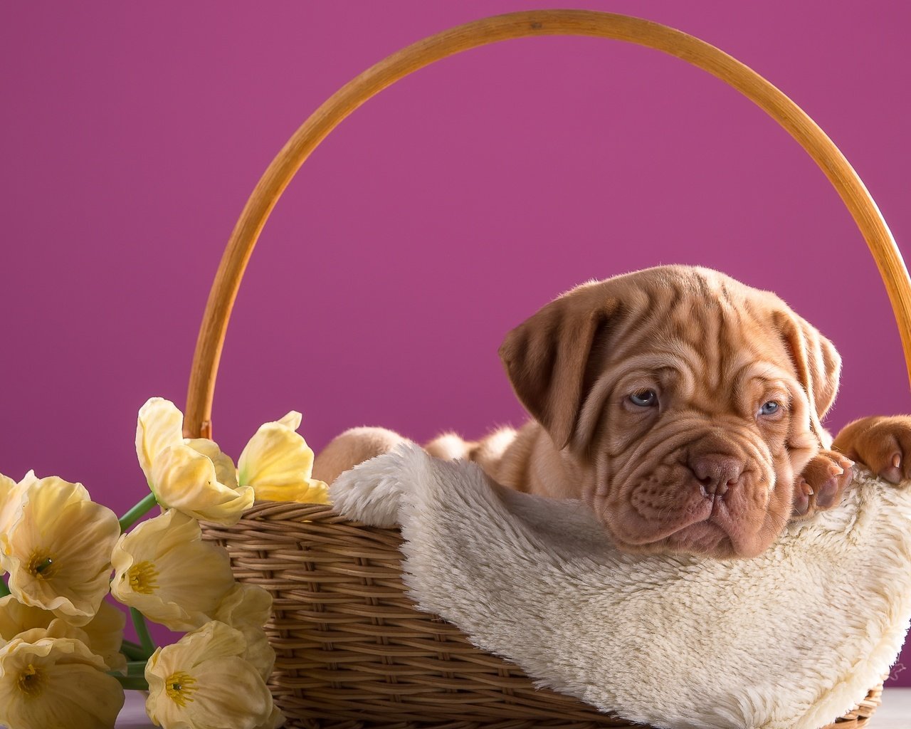 Обои цветы, щенок, корзина, дог, бордоский, flowers, puppy, basket, dog, bordeaux разрешение 3600x2313 Загрузить